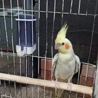 طوطی عروس هلندی