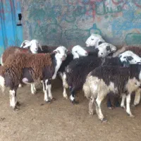 ۸عدد بره نر و ماده پلنگی|حیوانات مزرعه|بروجرد, |دیوار