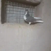 زیره ای نر|پرنده|قزوین, |دیوار
