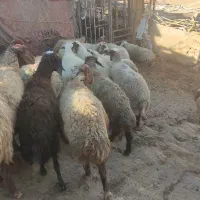 میش وشیشک چاق بز وتی بز چاق کشتاری روغنی|حیوانات مزرعه|خرم‌آباد, |دیوار