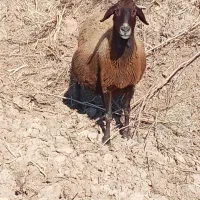 ۸راس میش هترو آبستن سبک راسی ۴۳تومن