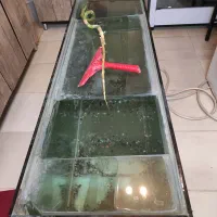 اکواریوم حرفه ای درجه یک بزرگ|ماهی|بروجرد, |دیوار