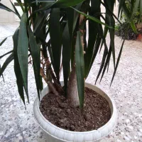 تعدادی گل به علت جابه‌جایی یکجا به فروش میرسد