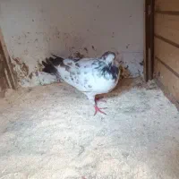 کبوتر جوان|پرنده|رشت, شهرک احمد خمینی|دیوار