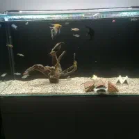 اکواریوم دلسا ده میل بک سامپ