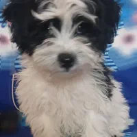 سگ شیتزو|سگ|رفسنجان, |دیوار