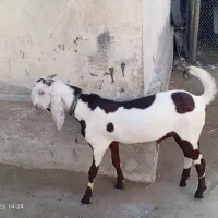 فروشی نر بز