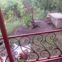 سگ ژرمن دوبرمن