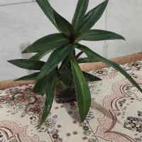 موسی در گهواره سه عدد دریک گلدان