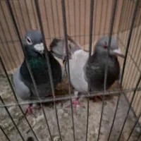 جفت پلاکی از نثل جواب داده|پرنده|کرمان, |دیوار