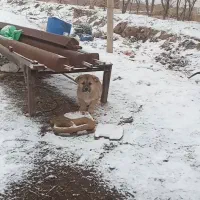 توله الابای نر|سگ|اسفرورین, |دیوار