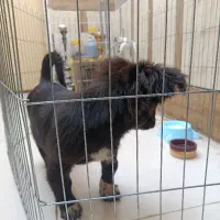 سگ اشپیز شیتزو سه ماهه|سگ|بندرعباس, |دیوار