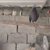 کبوتر|پرنده|وراوی, |دیوار