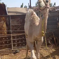 بچه شتر|حیوانات مزرعه|قم, باجک دو|دیوار
