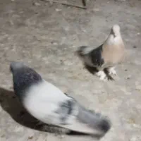 نروماده ترکیه ای|پرنده|ازنا, |دیوار