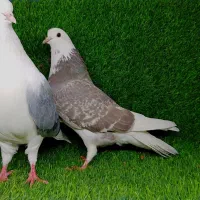 کبوتر پرشی|پرنده|آق قلا, |دیوار
