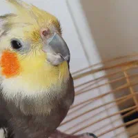 عروس هلندی سخنگو|پرنده|قروه, |دیوار