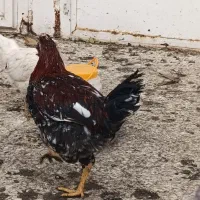 مرغ و خروس گلین جوجه یک روزه تا ۱۵روزه چهل تاج