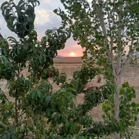 باغ هزارمتری