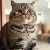 هانتر معروف بریتیش خالص