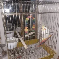 به فروش می رسد.