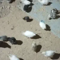 فروش ۴۵جوجه محلی|حیوانات مزرعه|دهدشت, |دیوار