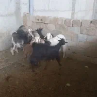بز داشتی