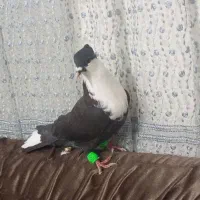 کربناتی سیاه کاکلی نر|پرنده|مشهد, شهید بصیر|دیوار