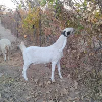 بز گلابی|حیوانات مزرعه|خلیل آباد, |دیوار