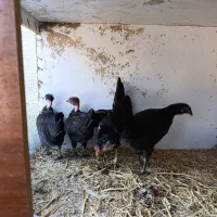 جوجه مرغ و خروس