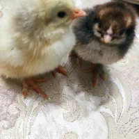 جوجه یک روزه دو رگه برهما وپاپر