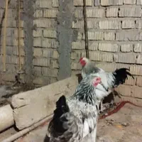 تخم مرغ برهما|حیوانات مزرعه|شیراز, شهرک صادقیه|دیوار