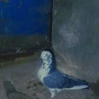 ۳۵۰|پرنده|بزینه رود, |دیوار