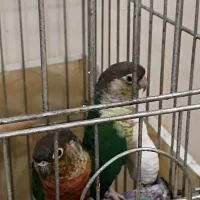 گرینچیک مولد