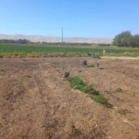 بوقلمون نر و ماده|حیوانات مزرعه|الشتر, |دیوار