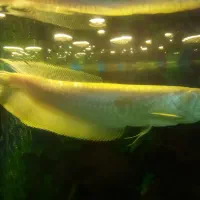 ماهی اروانا