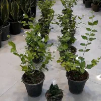 یاس رازقی سطلی و چوبدار ارتفاع بلند خوشبو عطری