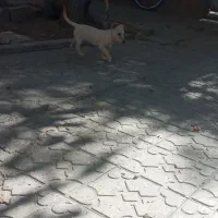 دوتا توله پاکوتاه نر|سگ|شیروان (خراسان), |دیوار