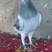 کبوترپلاکی|پرنده|حمیدیا, |دیوار