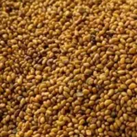 بذر یونجه رنجر امریکا