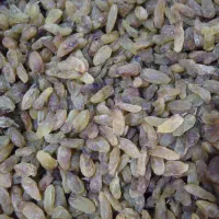کشمش کاشمر