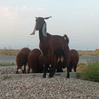 یک راس بز پاکستانی و6راس بره پای پروار