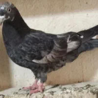 کبوتر فروشی دونه ای ۱۵۰ هزار|پرنده|شوط, |دیوار