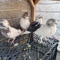 کبوتر پرشی|پرنده|لاران, |دیوار