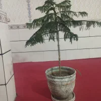 گل آپارتمانی مطبق