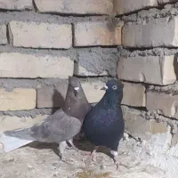 کبوتر دمسفید