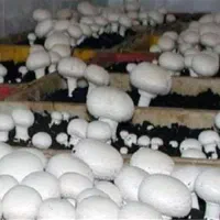 آموزش پرورش قارچ (با مدرک فنی و حرفه ای)