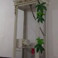 عروس با قفس و ویترین فقط ۳تومن