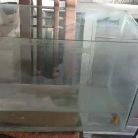 اکواریوم|ماهی|کنگاور, |دیوار