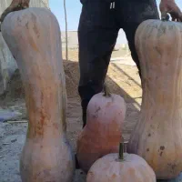کدو پاییز خورده